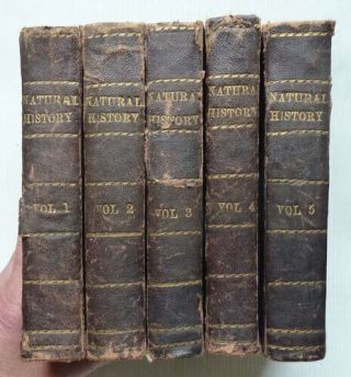 A Handbook To The Order Lepidoptera By W,  F,  Kirby,  1897,  5 Volumes