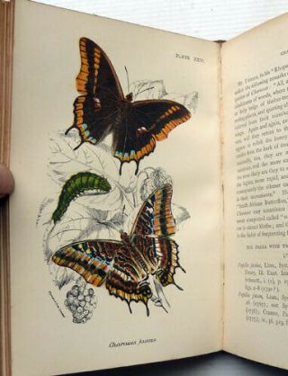 A HANDBOOK TO THE ORDER LEPIDOPTERA BY W,  F,  KIRBY,  1897,  5 VOLUMES 4