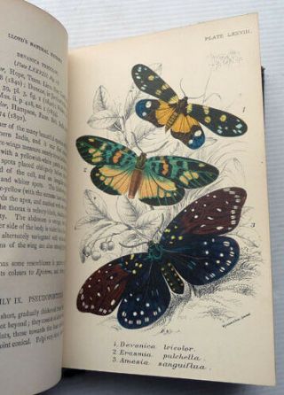 A HANDBOOK TO THE ORDER LEPIDOPTERA BY W,  F,  KIRBY,  1897,  5 VOLUMES 7