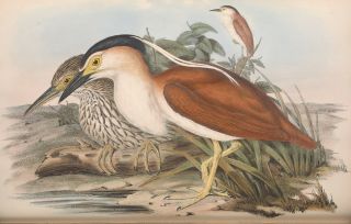 The Birds Of Australia John Gould Complete 7 Volumes 681 Colour Plates On 2 Dvd