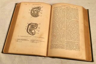 1886 BOOK DARWIN ' S SELECT THE ORIGIN OF SPECIES & THE DESCENT OF MAN 4