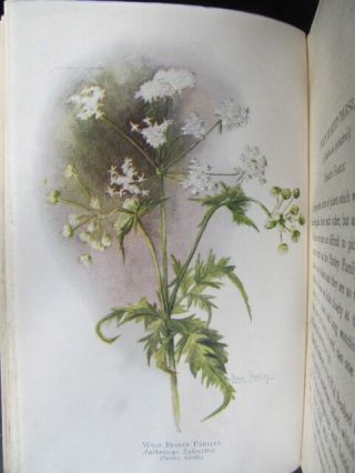 A First Book Of Wildflowers By Margaret M.  Rankin 1927 H/b 109 Coloured Plates