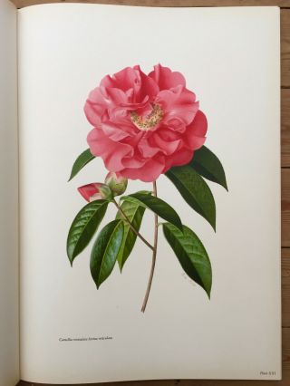 1960 The Camellia Vol.  2 With 16 Leaves Of Colour Plate,  Flora Danica 1761 - 1769