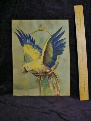 Vintage Watercolor Painting Of A Mccaw Signed By Artist F.  Keiser