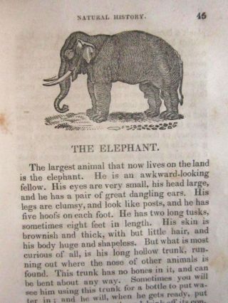 1854 Illustrated Woodcuts Natural History Childrens Book Wild Animals Big Game