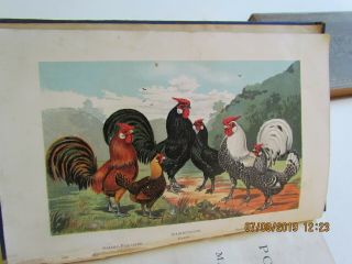 The Practical Poultry Keeper by L.  Wright 1886 Judd NY 6