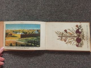 Flowers and Views of the Holy Land - Vintage Color Plates & Dried Flowers 5