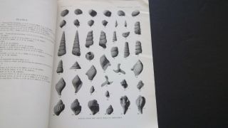 1947 Cretaceous Fossils From Mississippi & Texas Shells Uvalde County Texas