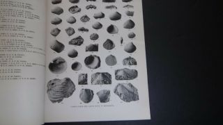 1947 CRETACEOUS FOSSILS from MISSISSIPPI & TEXAS Shells Uvalde County Texas 4