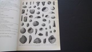 1947 CRETACEOUS FOSSILS from MISSISSIPPI & TEXAS Shells Uvalde County Texas 5