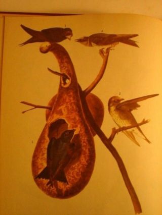 THE BIRDS OF AMERICA.  JOHN JAMES AUDUBON.  1946. 7