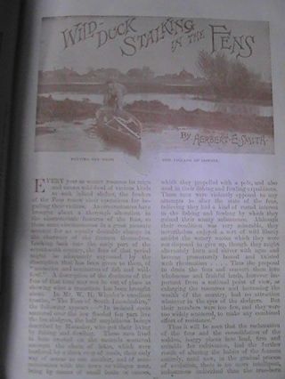 Wild Duck Stalking Cowbit Lincolnshire Fens Punt Old Hunting Photo Article 1898