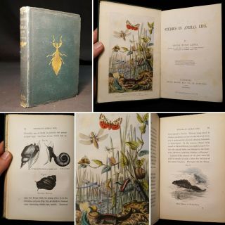 1862 Studies In Animal Life Illustrated First Edition George Henry Lewes Nature