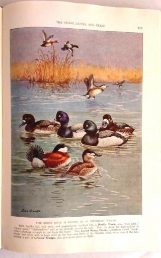 The Book Of Birds,  National Geographic,  Vol.  1&2,  (1937),  Illustrated Hardcover