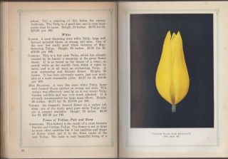 VG 1929 Hardcover Beauty from Bulbs Tulips Daffodils John Scheepers Bulb Guide 4
