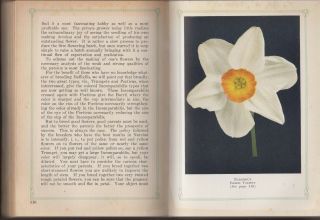 VG 1929 Hardcover Beauty from Bulbs Tulips Daffodils John Scheepers Bulb Guide 5