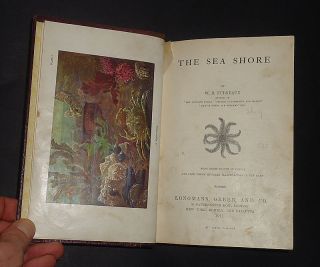 The Sea Shore By Furneaux Natural History / Oceans / Sea Angling / Sea Weed 1911