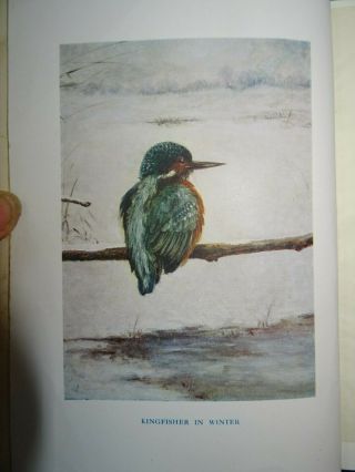 1911 The Natural History Of Selborne By White 123 Illus By Kearton Ornithology ^