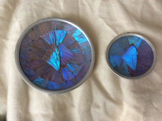 Vintage Iridescent Blue Morpho Butterfly Wing Plate Dish Wall Art Brazil Set Of2