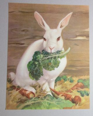 Rabbit Eating Lettuce & Carrots Vintage Color Art Print By Diana Thorne 1937