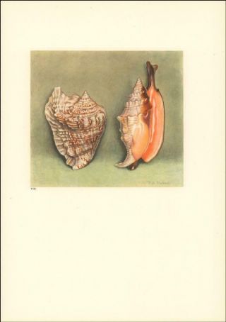 Wing Type Sea Shells By Paul Robert,  Vintage Print,  Authentic 1945