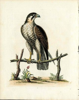 1743 George Edwards Bird Print Hand Color Bird Spotted Hawk Or Falcon