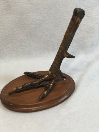 Vintage Mounted Rooster Foot Taxidermy Wood Base 7 " Tall