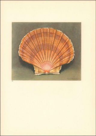 Sea Shell,  Jacobs Or Pilgrim Shell,  Vintage Print By Paul Robert,  Authentic 1945