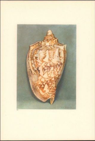 Sea Shell,  Sea Snail,  Pretty Vintage Print By Paul Robert,  Authentic 1945