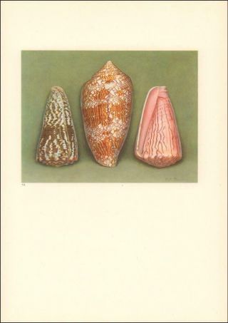 Sea Shells,  Cone Types,  Vintage Print By Paul Roberts,  Authentic 1945