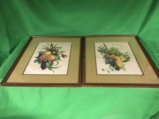 Set Of 2 Jean Louis Prevost Vintage Fruit Prints In 24 X 19 Frames - Make Offer