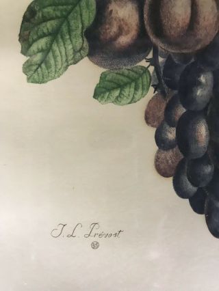 SET OF 2 JEAN LOUIS PREVOST VINTAGE FRUIT PRINTS IN 24 x 19 FRAMES - MAKE OFFER 6