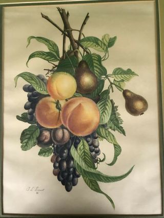 SET OF 2 JEAN LOUIS PREVOST VINTAGE FRUIT PRINTS IN 24 x 19 FRAMES - MAKE OFFER 7