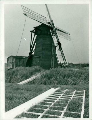 Sails Were Being Fitted To Herringfleet Mill.  - Vintage Photograph