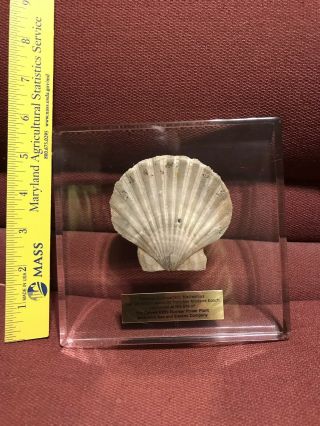 Vintage Lucite Paperweight Fossil Calvert Cliffs Baltimore Gas And Oil Advertise