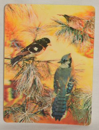 Vintage 3d Lenticular Postcard Birds Watch Blue Jay Grosbeak Collector Series