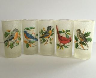 Vintage Textured Glass Bird Tumblers Set Of 5 - Audubon - Big Year - Watching