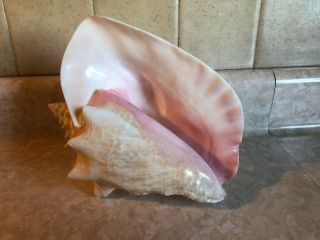 Vintage Large Queen Conch Sea Shell Pink Natural Beach Ocean 8 Inch