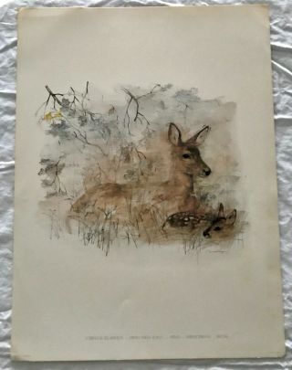 Vintage Wildlife Animal Mammal Art Print From Denmark By Mads Stage