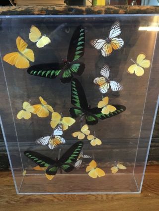 Real Butterfly Specimen Lucite Shadow Box Wall Hanging Taxidermy Signed Vtg