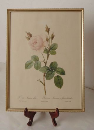 Vintage Framed Print Titled " Rosa Muscosa Alba " By P.  J.  Redoute