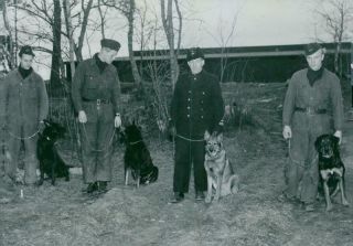 Swedish Military Army Dogs - Vintage Photograph