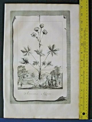 Rare,  Lg.  1696 Eng.  Munting,  Aardgewassen,  Astrantia Alpina