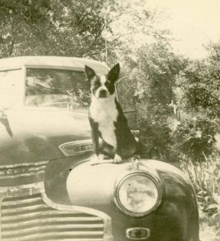 Boston Terrier? Dog On A Car Vintage Snapshot Photo