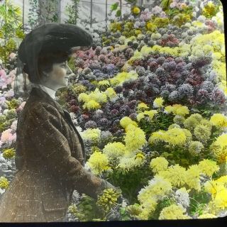 Vtg Magic Lantern Glass Slide Photo Woman Admiring Chrysanthemums Flowers Color
