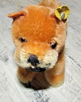 Vintage Steiff German Boxer Dog Chest Tag & Ear Tag Sweet