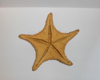 vintage real star fish 13 