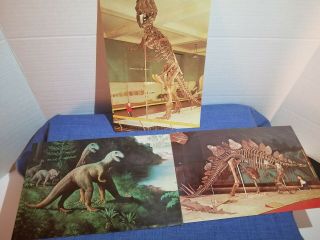 3 Vintage Giant Postcards From The American Museum Of Natural History Ny Usa