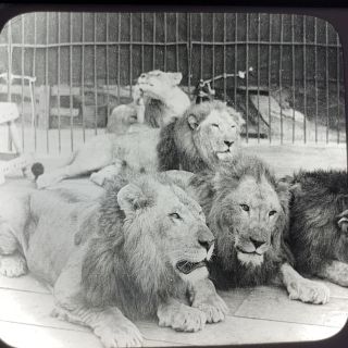 Vtg Keystone Magic Lantern Slide Photo Caged Lions In A Zoo