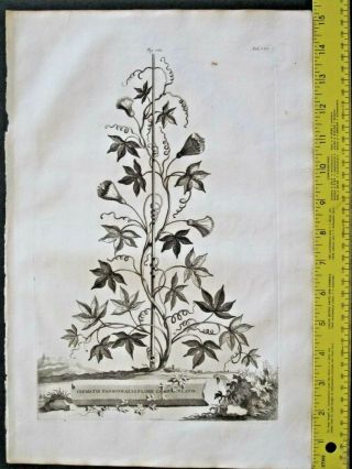 Rare,  Lg.  1696 Eng.  Munting,  Aardgewassen,  Clematis Passionalis Flore Campanulato